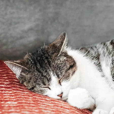 Rajskie Jablka - Azyl Dla Doroslych B&B Lubomierz (Lower Silesia)