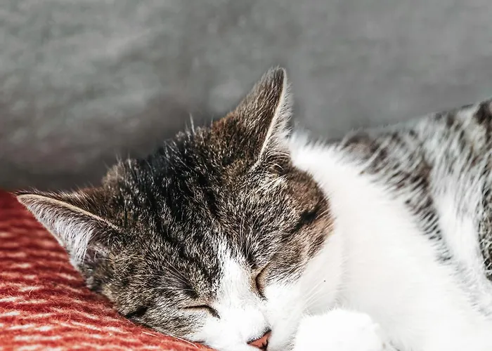 Rajskie Jablka - Azyl Dla Doroslych Bed & Breakfast Lubomierz (Lower Silesia)