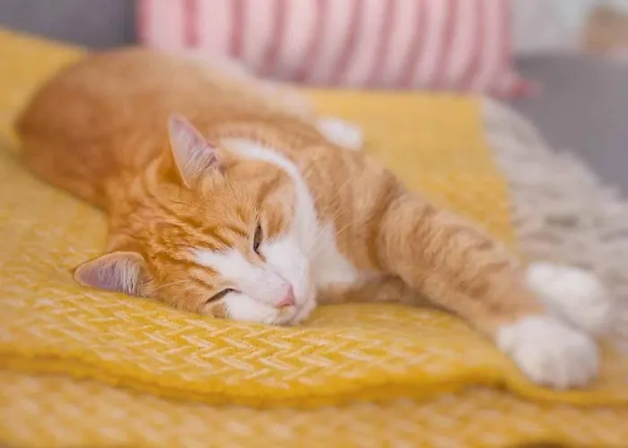 Rajskie Jablka - Azyl Dla Doroslych Lubomierz